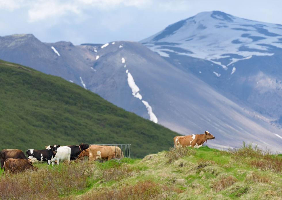Islantilaiset lehmät